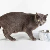 Ciotola Cani e Gatti in Marmo Bianco di Carrara Made in Italy - Ciotta