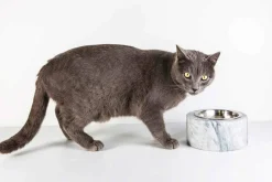 Ciotola Cani e Gatti in Marmo Bianco di Carrara Made in Italy - Ciotta