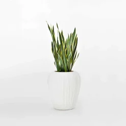 Vaso di Decoro per Interni o Esterni in Polietilene 2 Pezzi - Skin by Myyour