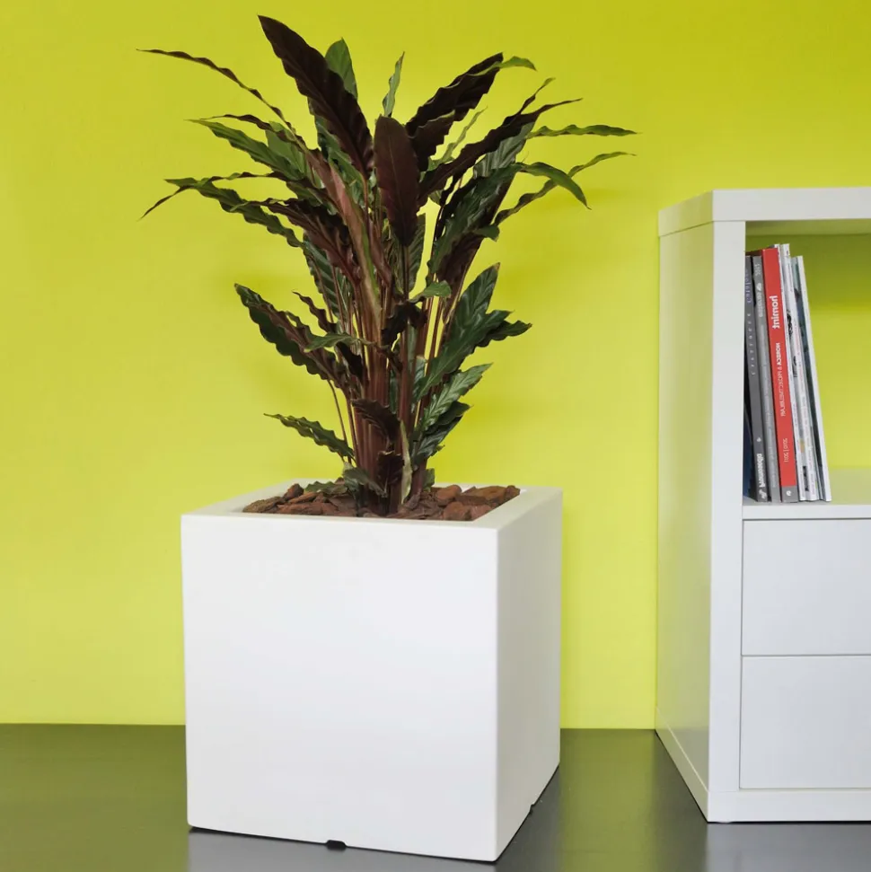 Vaso o Divisorio Colorato per Esterni 3 Dimensioni Made in Italy - Plants